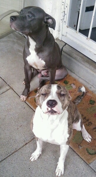 A blue and white Pit Bull Terrier is sitting on a porch behind a white with brown brindle Pit Bull Terrier. Behind them is a door.