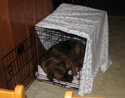A big brown brindle Boxer is sleeping in a small dog crate that is covered in a white sheet.