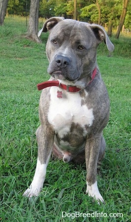 Front view - A wide-chested, blue-nose brindle Pit Bull Terrier is sitting in grass looking forward. He is wearing a red collar.