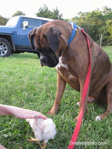 A brown with black and white Boxer is sitting in grass and he is looking down at a chicken. A persons hand is covering a chicken.