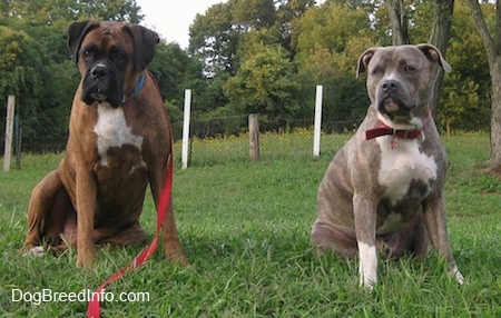 Two wide-chested dogs - A brown with black and white Boxer is sitting next to a blue-nose Brindle Pit Bull Terrier. They are both sitting in grass and looking forward.