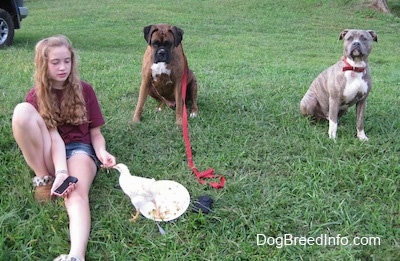 A girl in Maroon is feeding food to a baby rooster. Sitting behind her is a brown with black and white Boxer that is looking at a chicken. A blue-nose Brindle Pit Bull Terrier is sitting in grass and he is looking up.