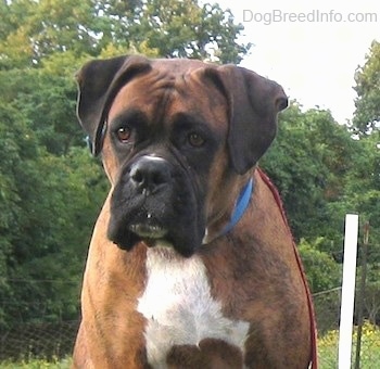 Close up head and upper body shot - A brown with black and white Boxer is sitting in grass and looking forward. The dog has a wide chest.