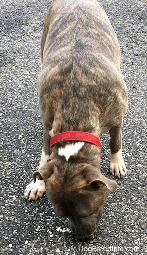 A blue-nose Brindle Pit Bull Terrier is licking a pile of poop on a blacktop surface.