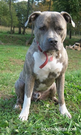 A big headed, wide chested, blue-nose brindle Pit Bull Terrier is sitting in grass. He is looking down and he is leaning a bit over.