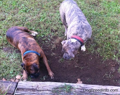 The back of a brown brindle Boxer and a blue-nose Brindle Pit Bull Terrier that are digging a hole in the ground.