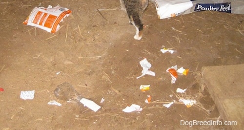 A ripped bag of treats is littered all over the ground.