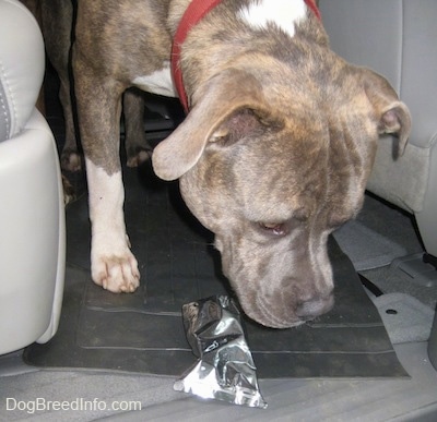 Close up - A blue-nose Brindle Pit Bull Terrier is standing in the backseat of a vehicle looking at a juice box.