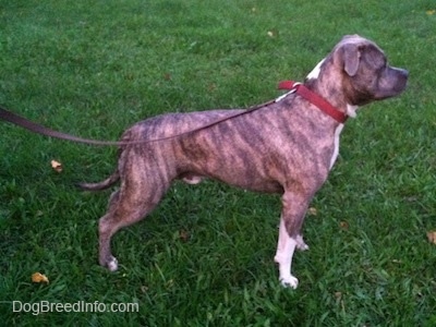 Right Profile - A blue-nose brindle Pit Bull Terrier is wearing a red collar standing in grass looking to the right.