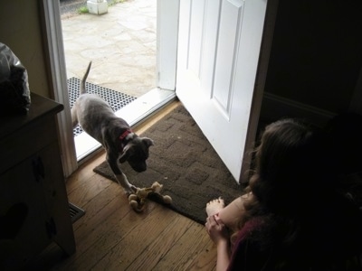 A blue-nose Brindle Pit Bull Terrier puppy is walking through a cracked door to a girl sitting in front of the door.