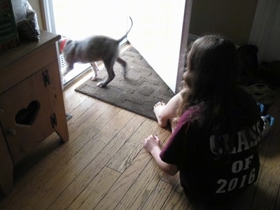 A blue-nose Brindle Pit Bull Terrier puppy is walking out of a door and a girl in a maroon shirt is watching him walkout.