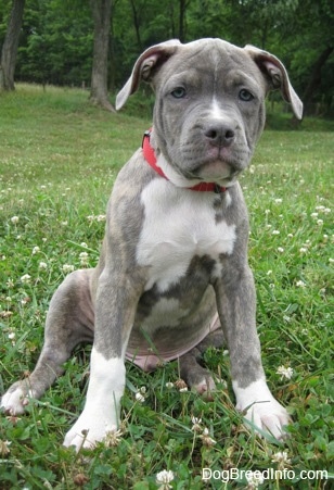 Front view - A blue-nose brindle Pit Bull Terrier puppy is sitting in grass looking forward.