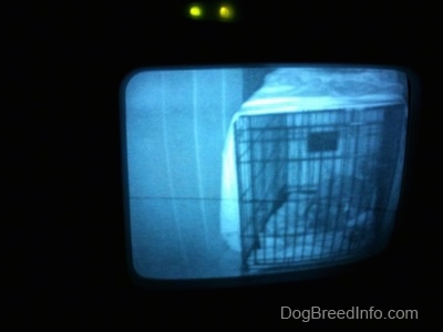 A photo of a video baby monitor that is displaying a blue-nose Pit Bull Terrier puppy that is laying in a crate.