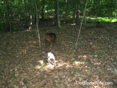 The back of a brown brindle Boxer and a blue-nose Brindle Pit Bull Terrier puppy are digging in leaves in between the trees in the woods.