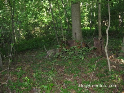 A brown brindle Boxer and a blue-nose Brindle Pit Bull Terrier puppy are walking in the woods sniffing logs.