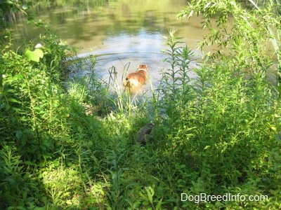 The back of a brown brindle Boxer that is swimming in a pond.