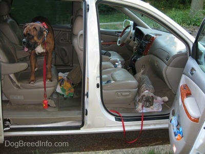 A brown brindle Boxer is standing on the middle bucket seat in a Toyota Sienna minivan looking to the left. A blue-nose brindle Pit Bull Terrier puppy is standing in front of the passenger side floor looking down at the ground. The doors of the vehicle are open.