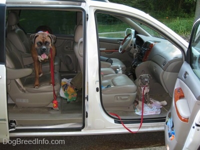 A brown brindle Boxer is standing on the middle bucket seat in a Toyota Sienna minivan looking forward. A blue-nose brindle Pit Bull Terrier puppy is standing in front of the passenger side floor looking forward. The doors of the vehicle are open.