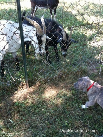 A blue-nose Pit Bull Terrier puppy is standing in grass on the opposite side of a fence. There are goats looking down at the puppy on the other side of the fence.