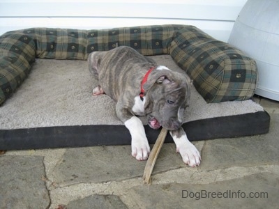 A blue-nose brindle Pit Bull Terrier puppy is laying on a dog bed on a stone porch and he is chewing on a bone.
