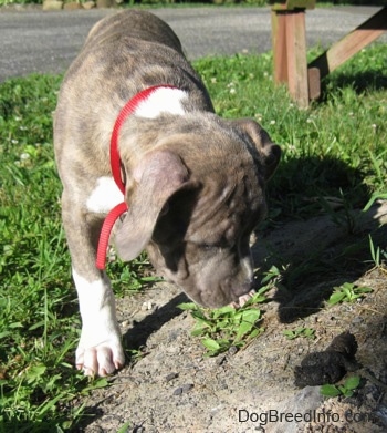 Close up - A blue-nose Brindle Pit Bull Terrier puppy is standing in dirt and looking down at a pile of poop.