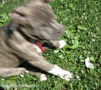 A blue-nose Brindle Pit Bull Terrier puppy is leaning back. There is a piece of paper towel in grass in front of him.