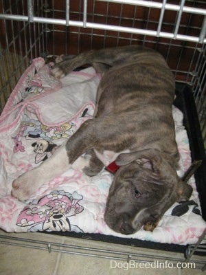 A blue-nose Pit Bull Terrier puppy is sleeping on his left side inside of a dog crate on top of a white and pink mini mouse blanket.