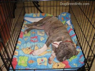 A blue-nose Pit Bull Terrier puppy is sleeping on his left side inside of a crate on top of a Winnie the Pooh blanket.