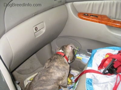 A blue-nose Brindle Pit Bull Terrier puppy is sitting on the floor in front of the passenger side of a tan toyota sienna minivan vehicle and he is sniffing the stuff on the side of a door.