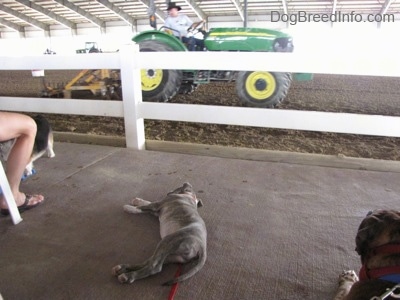 A blue-nose Brindle Pit Bull Terrier puppy is laying on his right side on the sidelines of a horse ring. In front of him there is a green and yellow John Deere  tractor driving around in dirt.