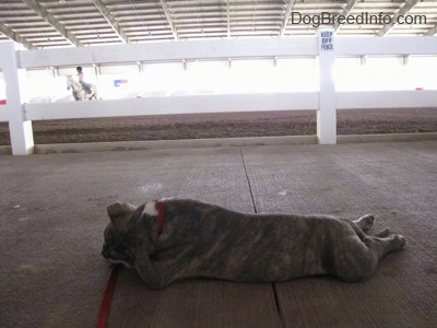 A blue-nose Brindle Pit Bull Terrier puppy is sleeping on a concrete surface and behind him is a person riding a horse in a ring.