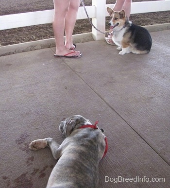 A blue-nose Brindle Pit Bull Terrier puppy is laying on a concrete surface. Across from him there is black, tan and white Corgi dog that is sitting near two people. The Corgis mouth is open and tongue is out.