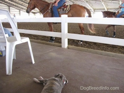 A blue-nose Brindle Pit Bull Terrier puppy is laying on its right side and in front of him people are riding horses in a rodeo ring.