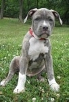 A blue-nose brindle Pit Bull Terrier puppy is sitting in grass and it is looking forward.