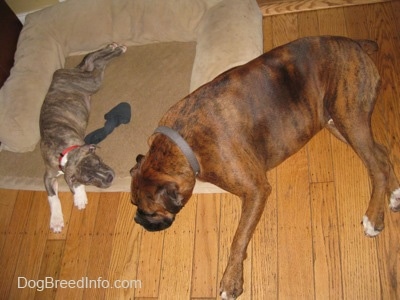 A blue-nose Pit Bull Terrier puppy is sleeping on a dog bed and a brown brindle Boxer is laying on the corner of the bed but mostly on the hardwood floor.