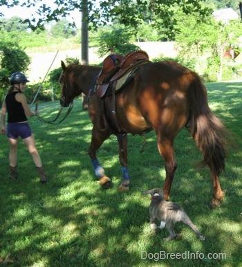 A lady in black is holding the reins of a horse and looking down at a blue-nose Brindle Pit Bull Terrier puppy behind the horse. They are walking across a field.
