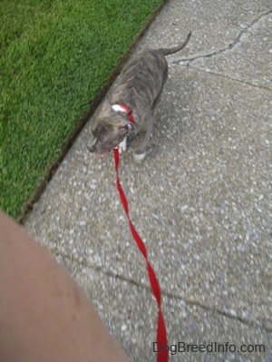 Top down view of a blue-nose Brindle Pit Bull Terrier puppy that is walking down a sidewalk and its mouth is open and tongue is out.