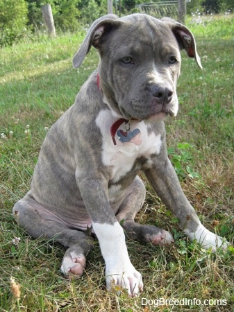 A blue-nose Pit Bull Terrier puppy is sitting in grass and he is looking forward. The pup has blue eyes and extra skin.