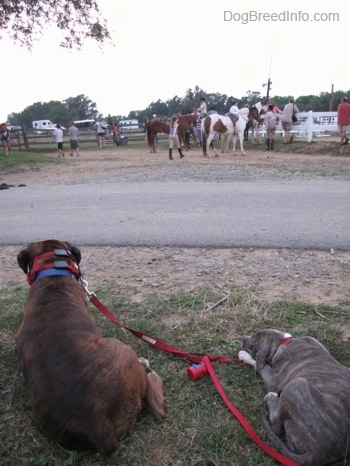 A blue-nose Brindle Pit Bull Terrier puppy and a brown brindle Boxer are laying in grass and they are looking across the road at people and horses.
