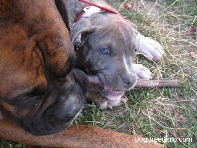 Close up - A blue-nose Brindle Pit Bull Terrier puppy and a brown brindle Boxer are laying in grass and both chewing the same bully stick.