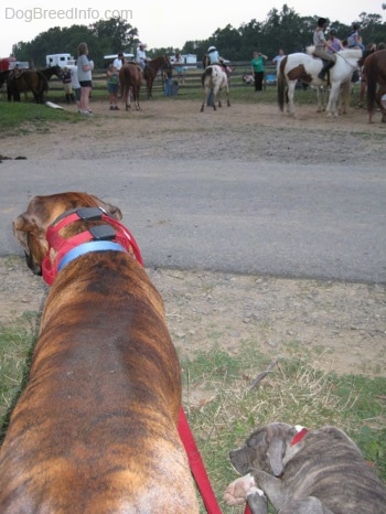 The back of a blue-nose Brindle Pit Bull Terrier puppy and a brown brindle Boxer are looking to the left. In the background there are people sitting on horses.