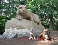 Bruno the Boxer laying outside with Spencer the Pitbull Terrier next to the Penn State University Lion Statue