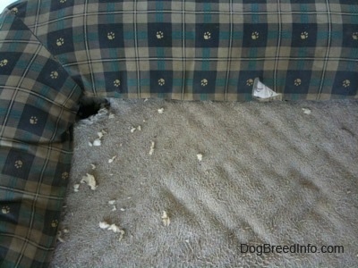 Close up - A  hole that was dug into the corner of a dog bed. There are pieces of white stuffing around the dog bed.