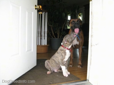 A blue-nose Brindle Pit Bull Terrier puppy is sitting in an open doorway and he is looking up at and licking a brown brindle Boxers tongue.