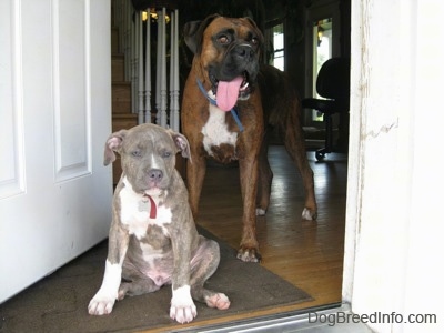 A blue-nose Brindle Pit Bull Terrier puppy is sitting in a doorway and behind him is a brown brindle Boxer with his mouth open and big long tongue out.