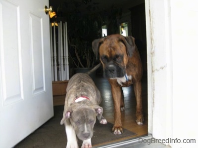 A blue-nose Brindle Pit Bull Terrier puppy is walking out of a doorway and there is a brown brindle Boxer behind him.