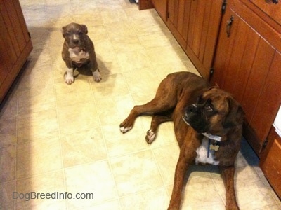 A blue-nose Brindle Pit Bull Terrier is sitting on a tiled floor and he is looking up. Across from him is a brown brindle Boxer. The Boxer is looking to the left.