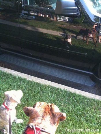 A blue-nose brindle Pit Bull Terrier puppy and a brown brindle Boxer are looking at the reflections in the side of a vehicle.
