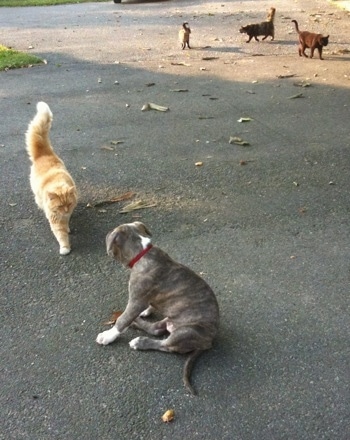 The back of a blue-nose Brindle Pit Bull Terrier puppy sitting on a blacktop surface and an orange and white cat is walking towards him. The cat and the puppy are about the same size. There are three other cats in the background.