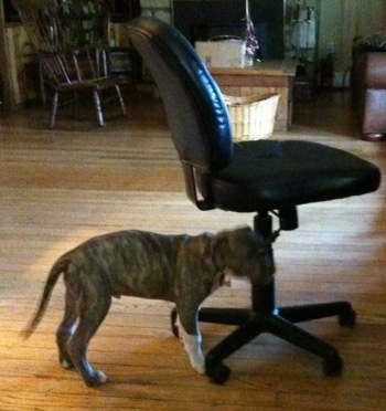 Right Profile - A blue-nose Brindle Pit Bull Terrier puppy is chewing on the height adjuster handle of a black leather computer chair.